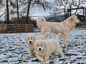 Wir erwarten im April Maremmen- Abruzzen Schäferhund Welpen