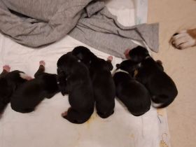 Welpen Entlebucher Sennenhund - Hündin oder Rüden