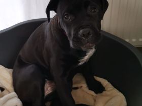 Cane corso Weibchen