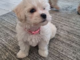 Zuckersüße Malteser Welpen