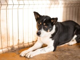 Die sanfte, liebe Lara taut langsam auf