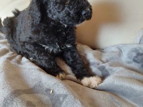 Portugiesische Wasserhund Welpen