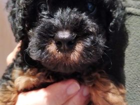 Zwergpudelwelpe Zwergpudel Welpe Pudel Welpe Pudelwelpe ❣️