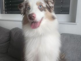 Liebevoller Australian Shepherd Junghund