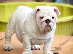 Dicker Popo sucht kuschelige Familie!