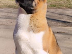 American Akita -Amerikan Akita