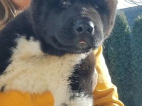 American Akita -Amerikan Akita