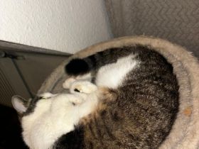 Luna sucht ein neues Zuhause