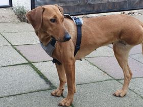 Liebenswerte, dreibeinige Ronja sucht ein Zuhause