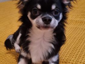 Liebevoller Chihuahua Rüde, 7 Monate mit Ahnentafel