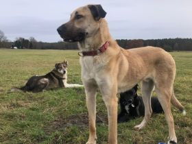 Darf Fuchur dein persönlicher „Glücksdrache“ werden?