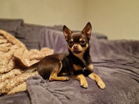 Deckrüde Chihuahua