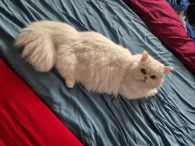 Kater Mix kastriert sucht liebevolles Zuhause