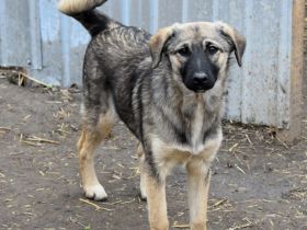 Rita sucht ein liebevolles Zuhause