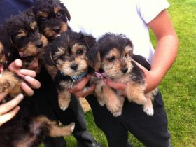 Yorkie Yorkshire Terrier Welpen