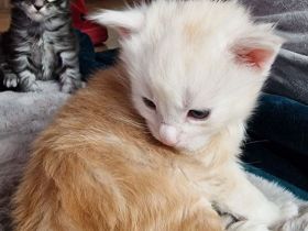 Maine Coone schuppen sind gefallen