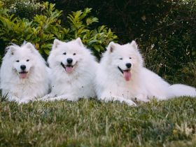Samojede vom Fichtelgebirge