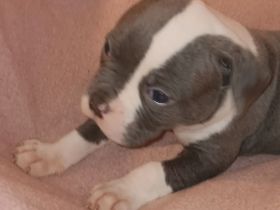American Bulldog Welpen
