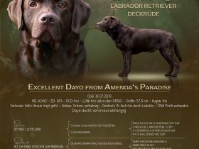 Labrador Deckrüde in braun (Gelbträger)