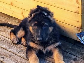 Altdeutsche Schäferhund Welpen