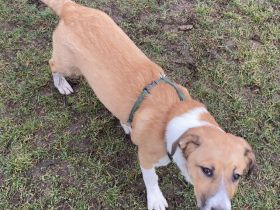 mischling welpe 5monate