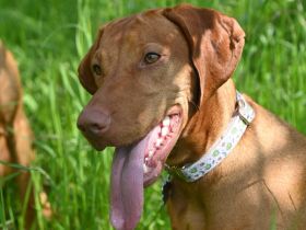 Magyar Vizsla Welpen