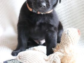 Hübsche Labradorwelpen der Arbeitslinie