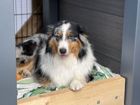 Australien Shepherd - Deckrüde