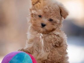 Wunderschöne Toy Pudel Welpen braun