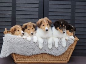 Collie Welpen amerikanischer Typ in Farben trico,sable, merle