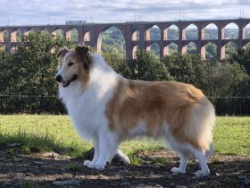 Collie Welpen amerikanischer Typ in Farben trico,sable, evtl.merle