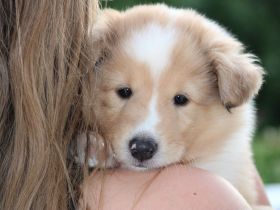Collie langhaar amerikanisch aus Champion-Verpaarung