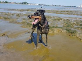 Manchester Terrier  -  lebensfrohe , kurzhaarige Familienhunde in mittlerer Größe
