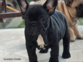 French Bulldog puppies