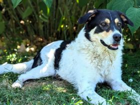 Sarut wartet schon Jahre auf sein Zuhause – das hat Spuren hinterlassen.