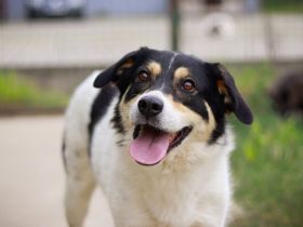 Sarut wartet schon Jahre auf sein Zuhause – das hat Spuren hinterlassen.
