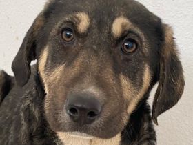 Lavera & Kuno, geb. ca. 11/2023, lebt in GRIECHENLAND, im städt. Tierheim Serres