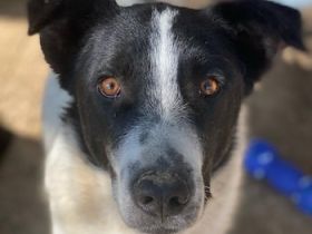 Merenda, geb. ca. 02/2023, lebt in GRIECHENLAND, im städt. Tierheim Serres