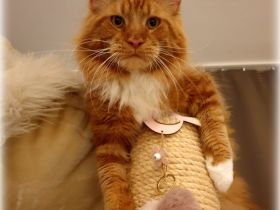 Maine coon Deckkater in paradise red