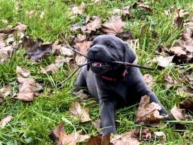 Typvolle reinrassige Labrador Retriever Welpen aus privatem Wurf