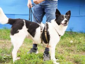 Zeigst du der hübschen Wallie die Welt?