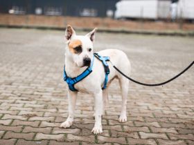 Hast du ein Körbchen für den lieben Winston?