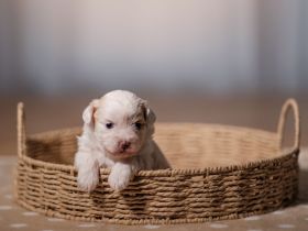 Entzückende Hündin sucht ein liebevolles Zuhause! Malteser Mix.