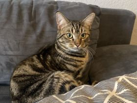 Zwei Kater suchen neues zu Hause