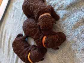 Welpen Spanischer wasserhund