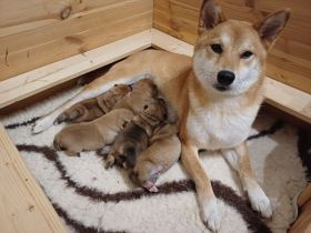 *Shiba Inu Welpen* reinrassig, mit Papieren