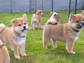 Shiba Inu Welpen Dezember 2025