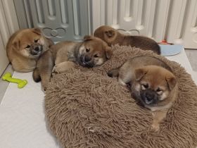 Shiba Inu Welpen