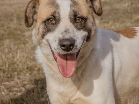 Mokka, ein großer Menschenfreund möchte zu Euch finden