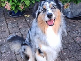 Australian Shepherd Deckrüde ASCA, DNA CP
